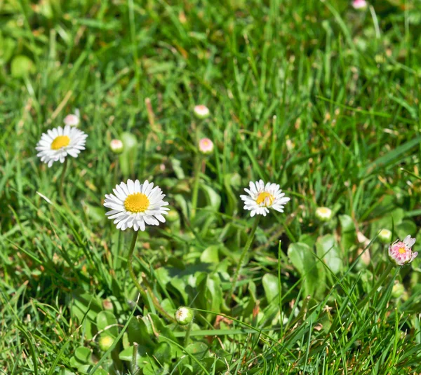 Marguerites de Bush dans l'herbe verte — Photo