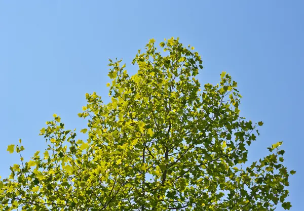 Couronne jeune arbre de printemps contre le ciel bleu — Photo