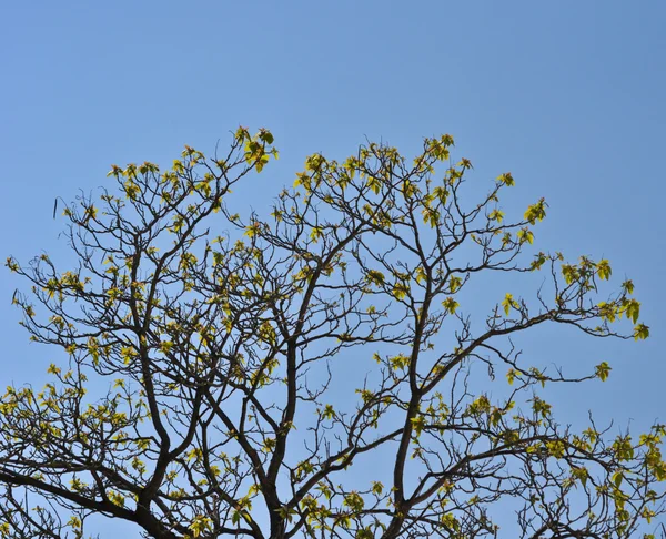 Stock image Crown young spring tree against the blue sky