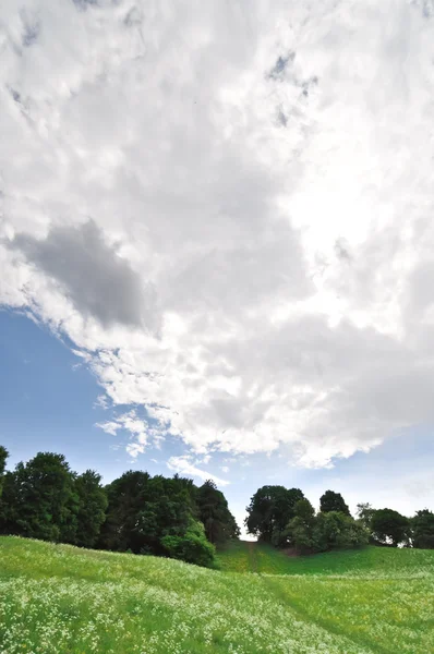 Τοπίο με πράσινα φύλλα ζουμερά και όμορφη cumulus σύννεφα — Φωτογραφία Αρχείου