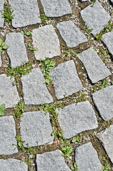 Pavimento piastrelle di pietra con germinazione erba — Foto Stock