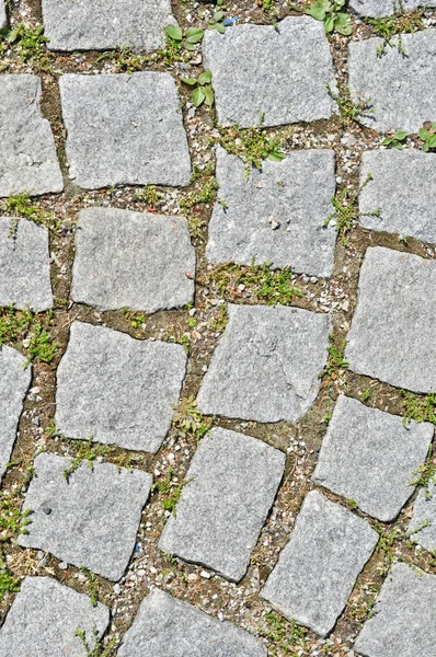 Pavement stone tile with grass germination — Stock Photo, Image