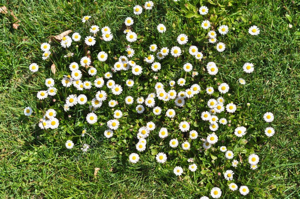 Bush daisies in green grass — Stock Photo © vlarub #5813576