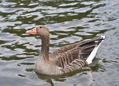 Gölde ördek