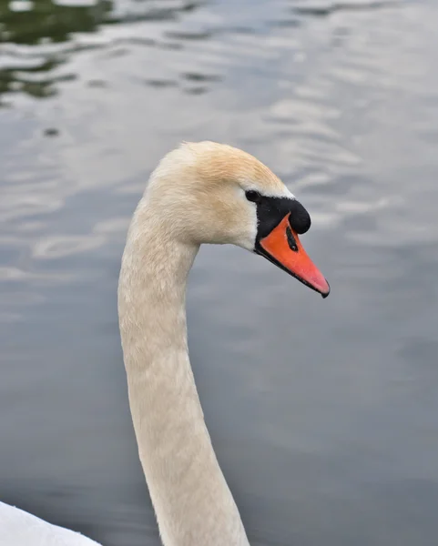 Close up of the head white swan — Stock Photo, Image