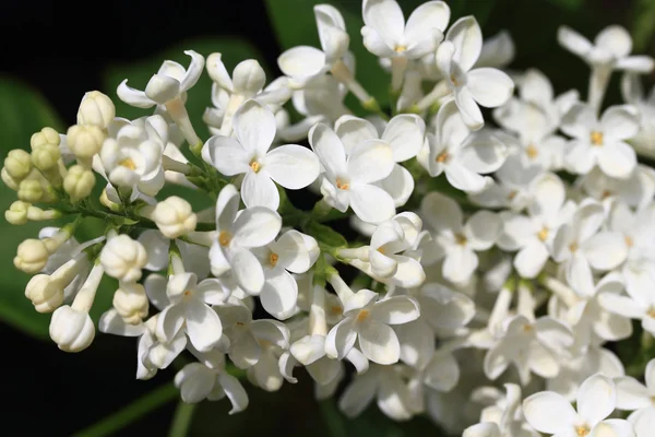 stock image White lilac macro.