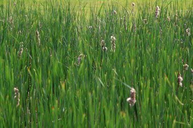 bulrushes alanı.