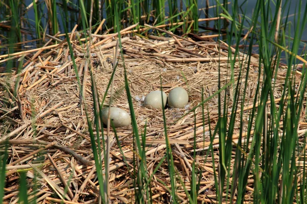 Kuğu nest yumurta.