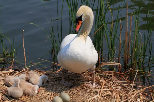 Swan familie en eieren in het nest. — Stockfoto
