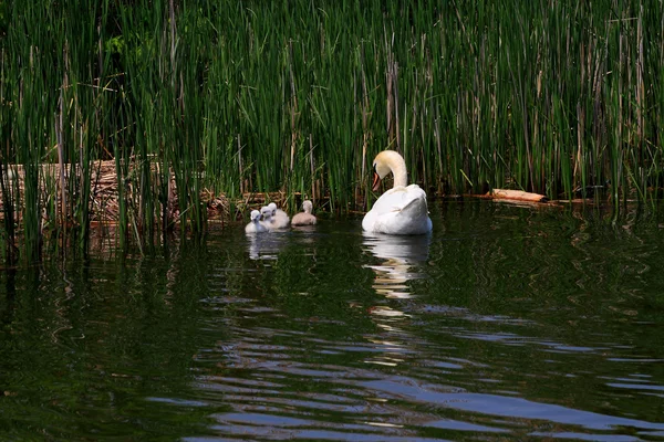 Swan family in the lake.