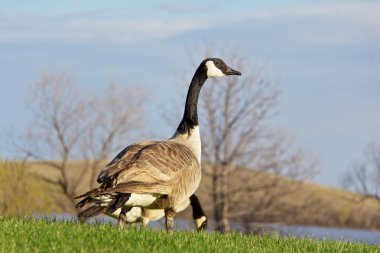 Canada goose looking up for signs of danger clipart