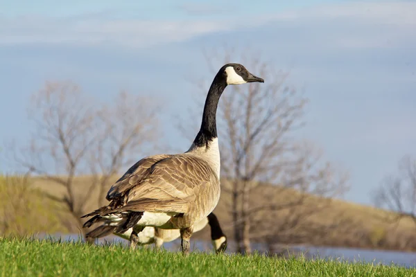 Canada goose hledají známky nebezpečí — Stock fotografie
