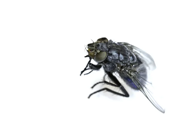 La mosca —  Fotos de Stock