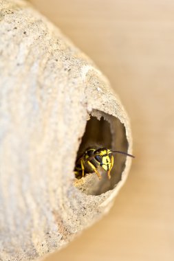 A bee looking out by the doorway of its hive clipart