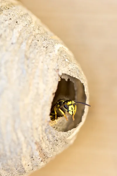 Пчела, смотрящая на порог своего улья — стоковое фото