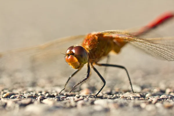 Ler dragonfly — Stockfoto