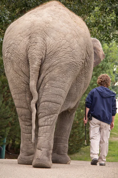 Прогулянка слоном — стокове фото