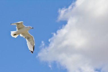 kadar havada uçan beyaz martı