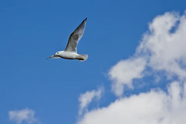 En vit mås flyger upp i luften — Stockfoto