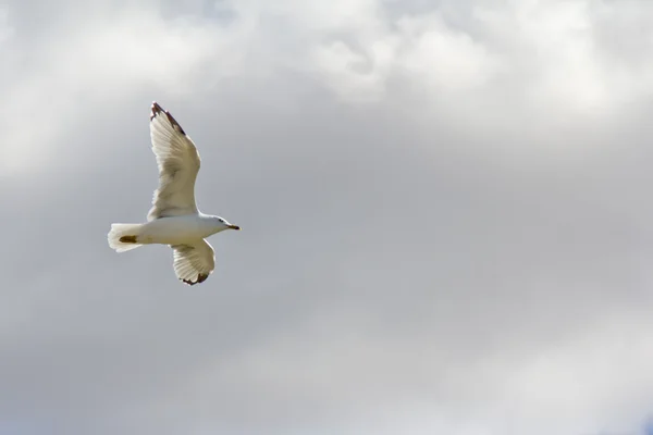 En vit mås flyger upp i luften — Stockfoto
