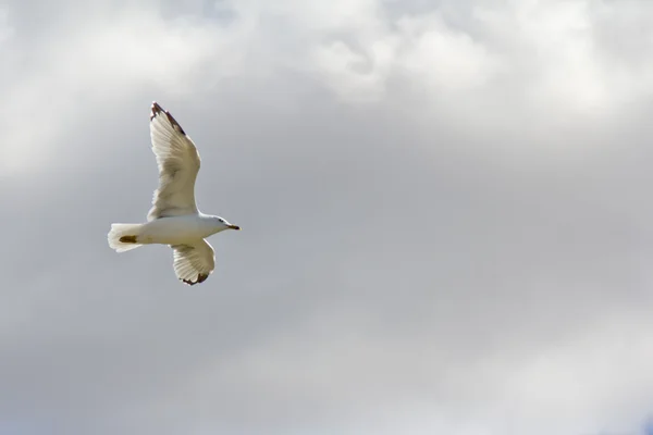 stock image A white seagull flying up in the air