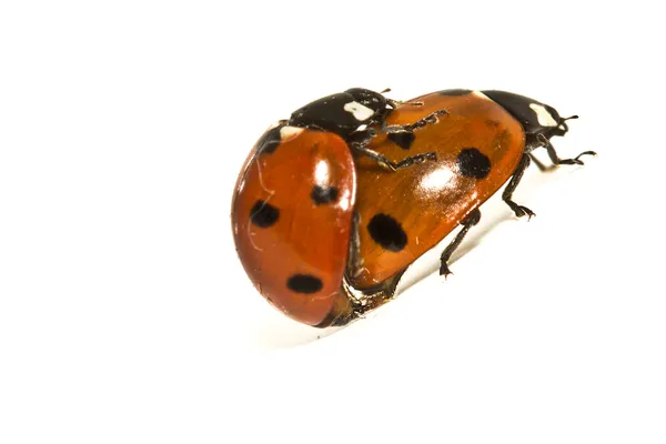 Ladybugs Makin' Whoopee — Stock Photo, Image
