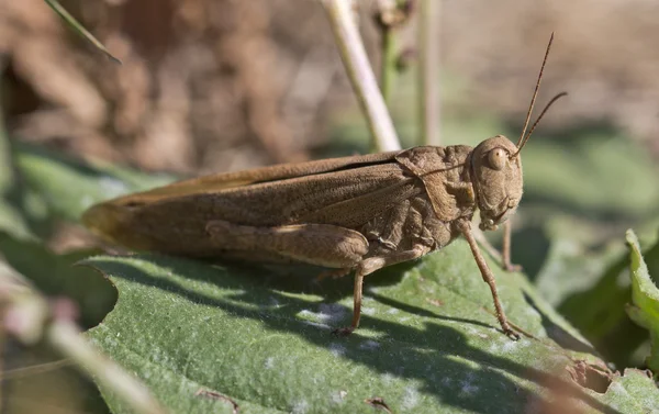 stock image The grasshopper