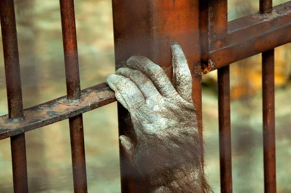 Prisoned monkey — Stock Photo, Image