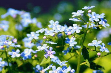 küçük mavi çiçek