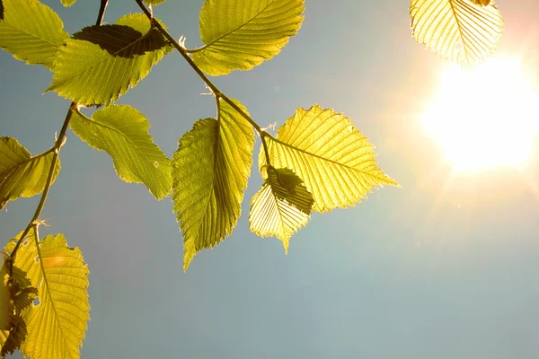 stock image Foliage and sun