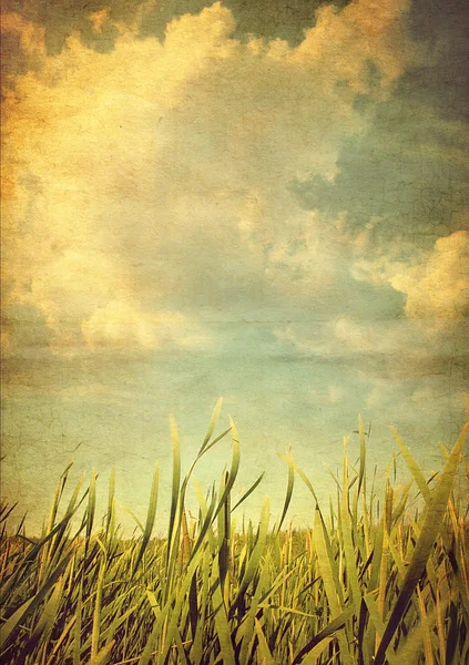 レトロな写真草原草 — ストック写真