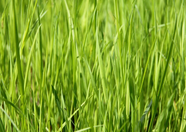 stock image Green grass background