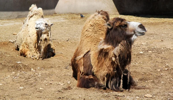 Roliga kamel — Stockfoto