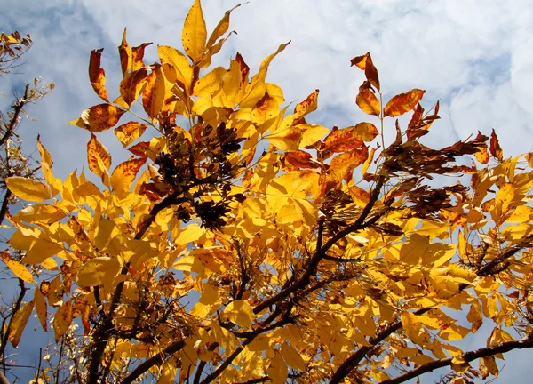 Feuilles d'automne des branches — Photo