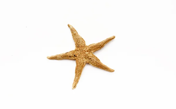 stock image One brown Starfish isolated on white background