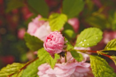 güneşli bir bahar günü içinde pembe abloom Japon kiraz (sakura) çiçeği