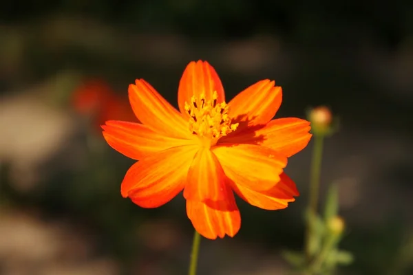 Stock image Cosmos sulphureus on the dark background