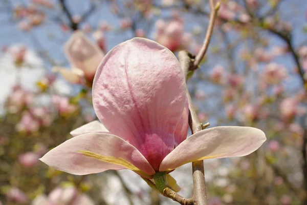 Άνθη την άνοιξη του ένα δέντρο magnolia — Φωτογραφία Αρχείου