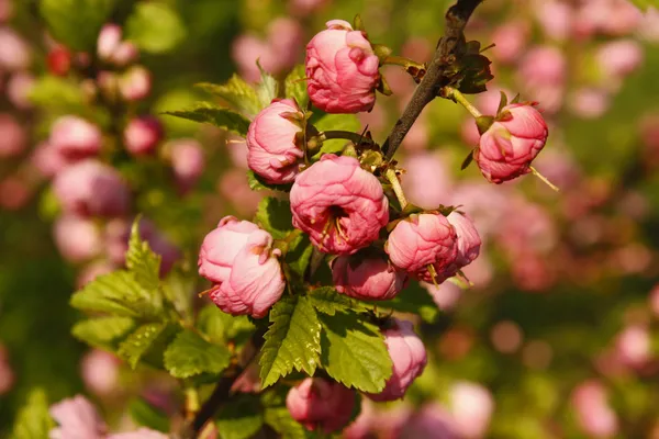 Květy růžové srovnaly japonská třešeň (sakura) v slunný jarní den — Stock fotografie