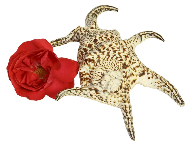 O grande cockleshell e uma rosa vermelha em um fundo branco — Fotografia de Stock