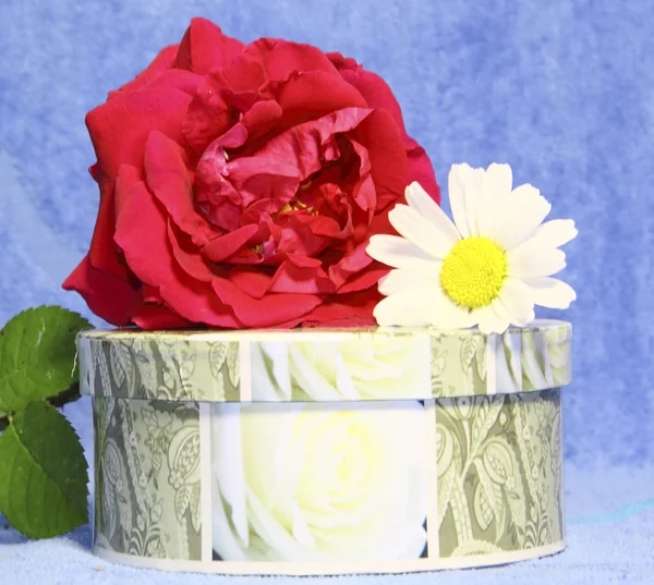 与一份礼物、 一朵玫瑰和甘菊蓝色背景上的圆盒 — 图库照片
