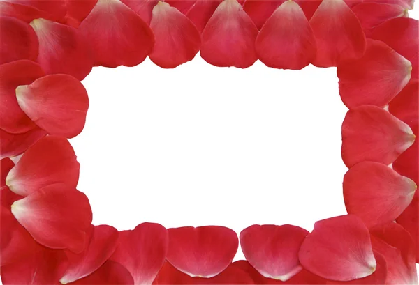 A framework from petals of red roses on a white background — Stock Photo, Image