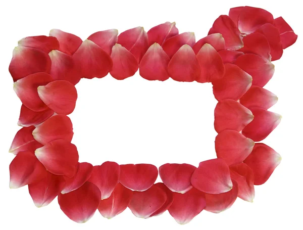 Un marco de pétalos de rosas rojas sobre un fondo blanco — Foto de Stock
