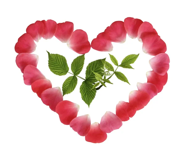 Зеленый росток в сердце из красных лепестков на белом фоне — стоковое фото
