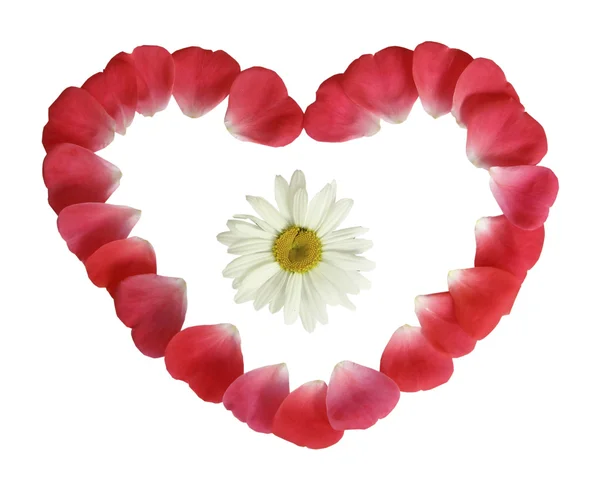 Eine Kamille im Herzen aus roten Blütenblättern auf weißem Hintergrund — Stockfoto