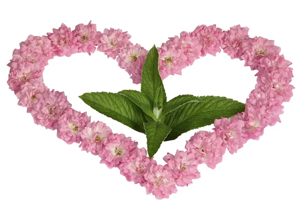 Ένα πράσινο βλαστάρι στην καρδιά από ροζ τριαντάφυλλα σε λευκό φόντο — Φωτογραφία Αρχείου