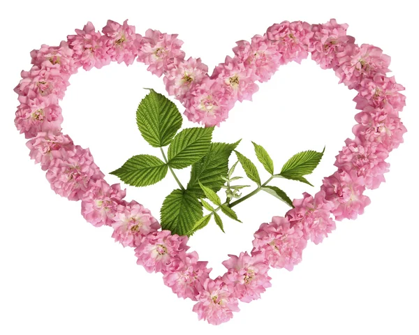 Zelený výhonek v srdci z růžových růží na bílém pozadí — Stock fotografie