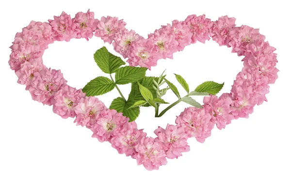 En grön spira i hjärtat från rosa rosor på vit bakgrund — Stockfoto