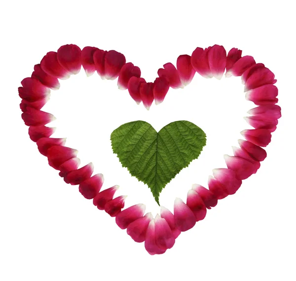 Grünes Blatt im Herzen aus Blütenblättern auf weißem Hintergrund — Stockfoto