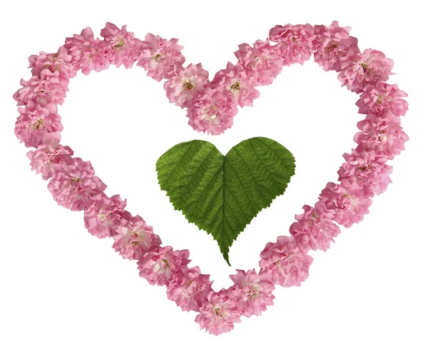 Зеленый лист в сердце из розовых роз на белом фоне — стоковое фото